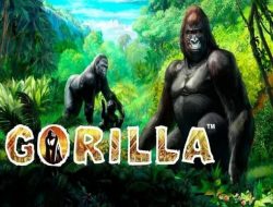 Gorilla